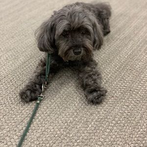 Meet your Posher, Brian